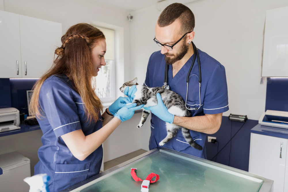 Consultório veterinário gratuito em Barão Geraldo