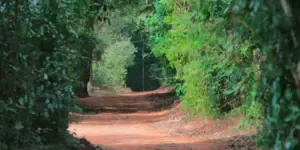 Caminhada Novembro Azul — participantes na Mata de Santa Genebra