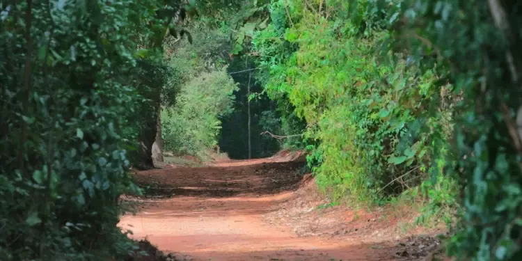 Caminhada Novembro Azul — participantes na Mata de Santa Genebra
