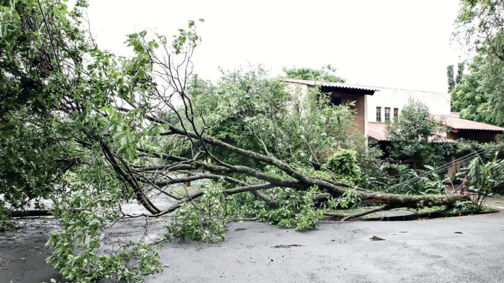 quedas de árvores em Campinas