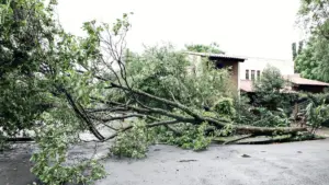 quedas de árvores em Campinas