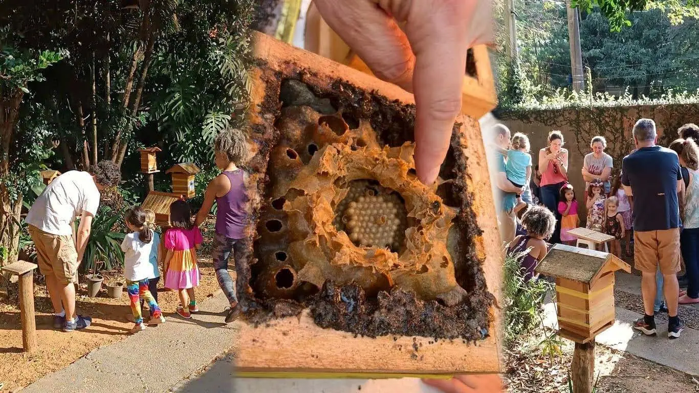 Vivência com Abelhas Sem Ferrão em Campinas