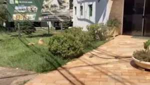 fios caídos em calçada