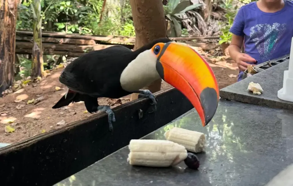 tucano em Barão Geraldo