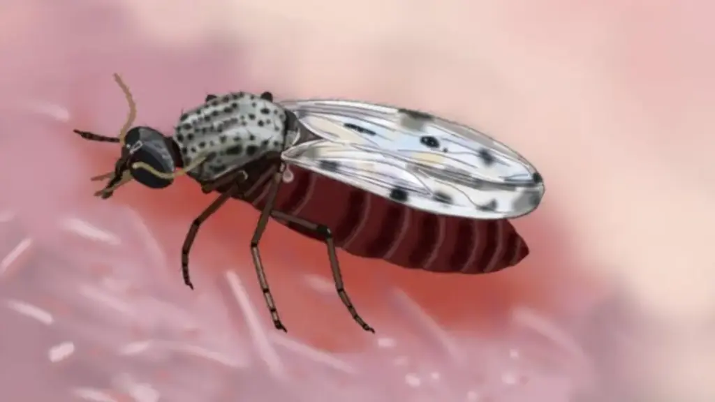 ilustração fiel de inseto transmissor de Oropouche.